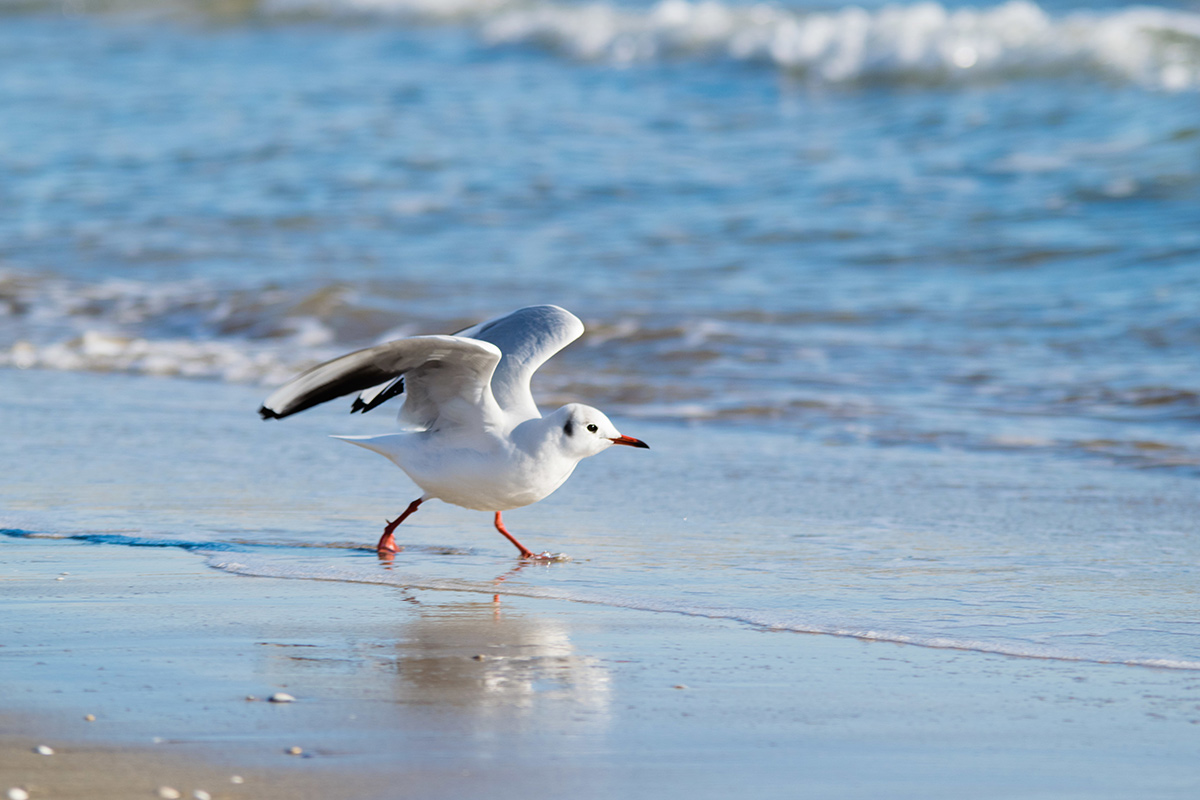 Strand
